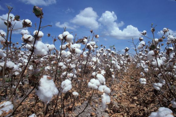 Peruvian Pima Cotton